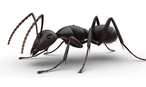 Carpenter Ants Carpenter Ants