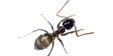 Crazy Ant