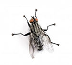 Flesh flies exist as members of the family Sarcophagidae.