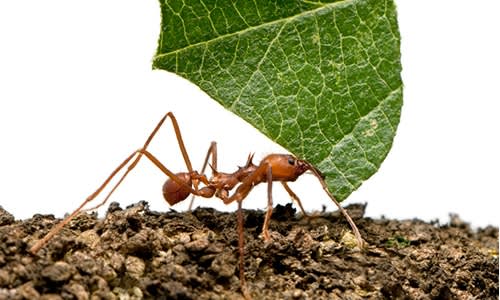 Leaf Cutter Ants Leaf Cutter Ants