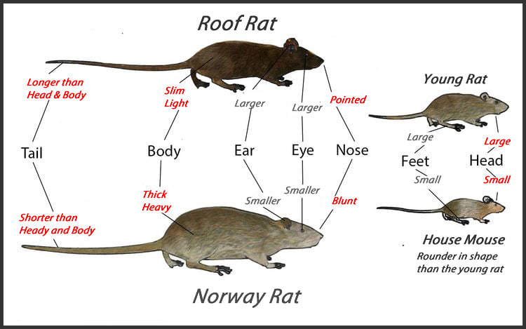 rats mice comp 2