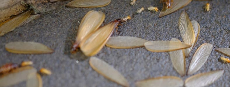 Termite Treatment and Termite Control
