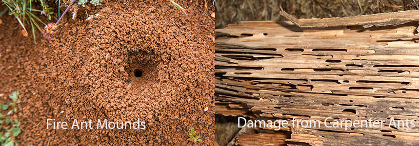 Ant Colonies/Nests and Behavior