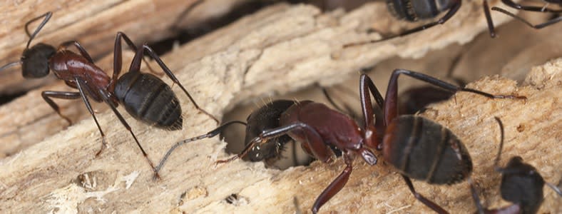Carpenter Ant Inspection