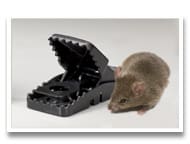 snap traps for rodents
