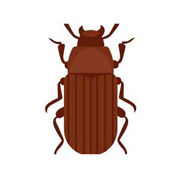 Beetle control products
