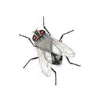 Cluster flies are members of the family Calliphoridae.