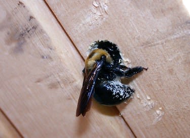 dead carpenter bee