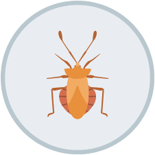 Flea Control  | DIY Pest Control