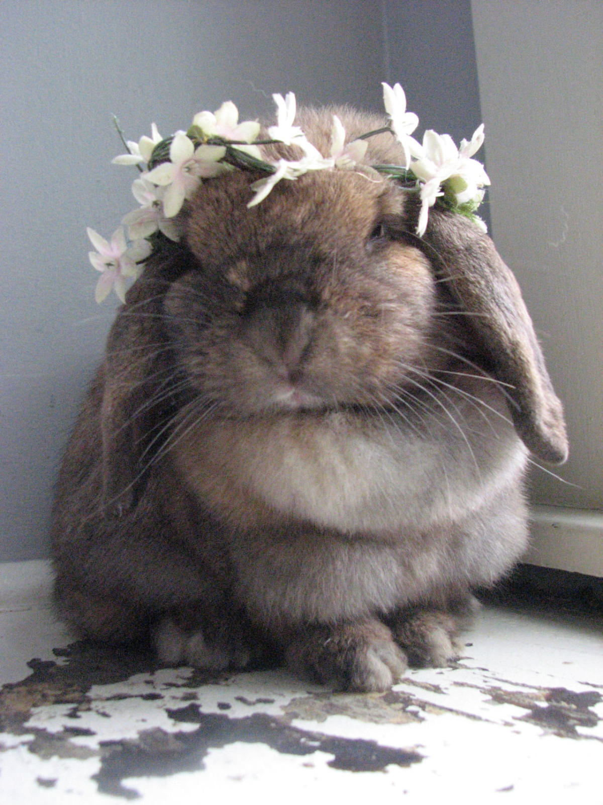 10 Photos of Animals Wearing Flower Crowns to E...