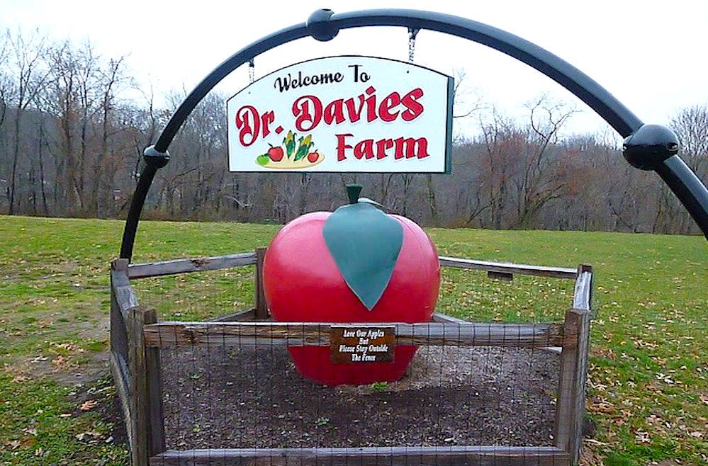 Where To Go Apple Picking In New York