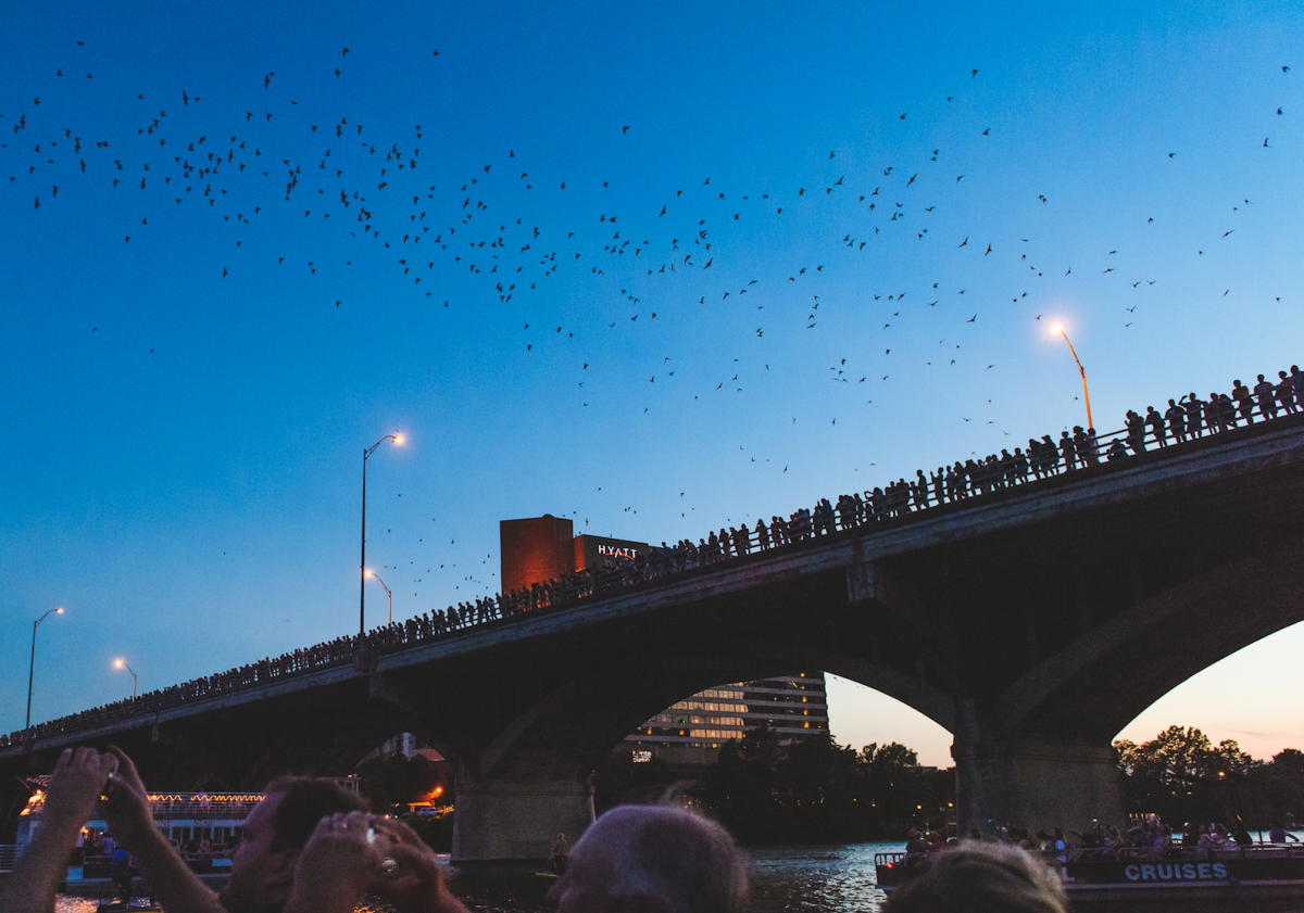 The Congress Bridge Bats