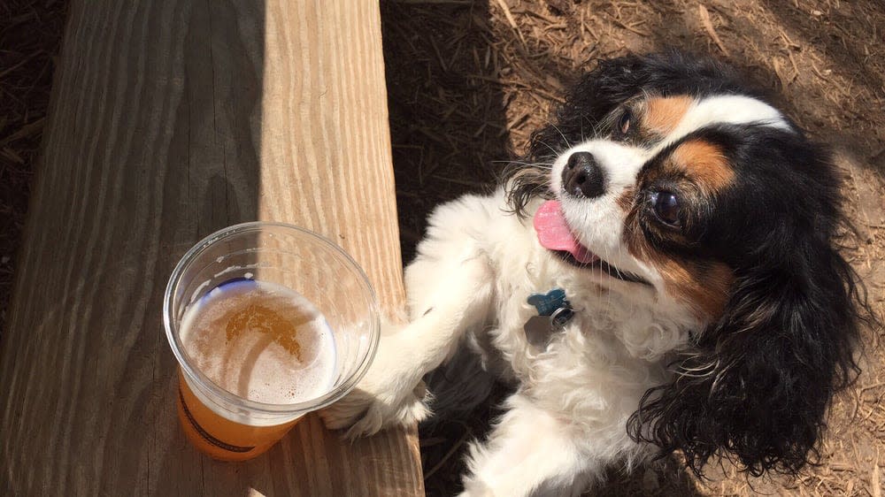 Your Guide To Day Drinking in Austin