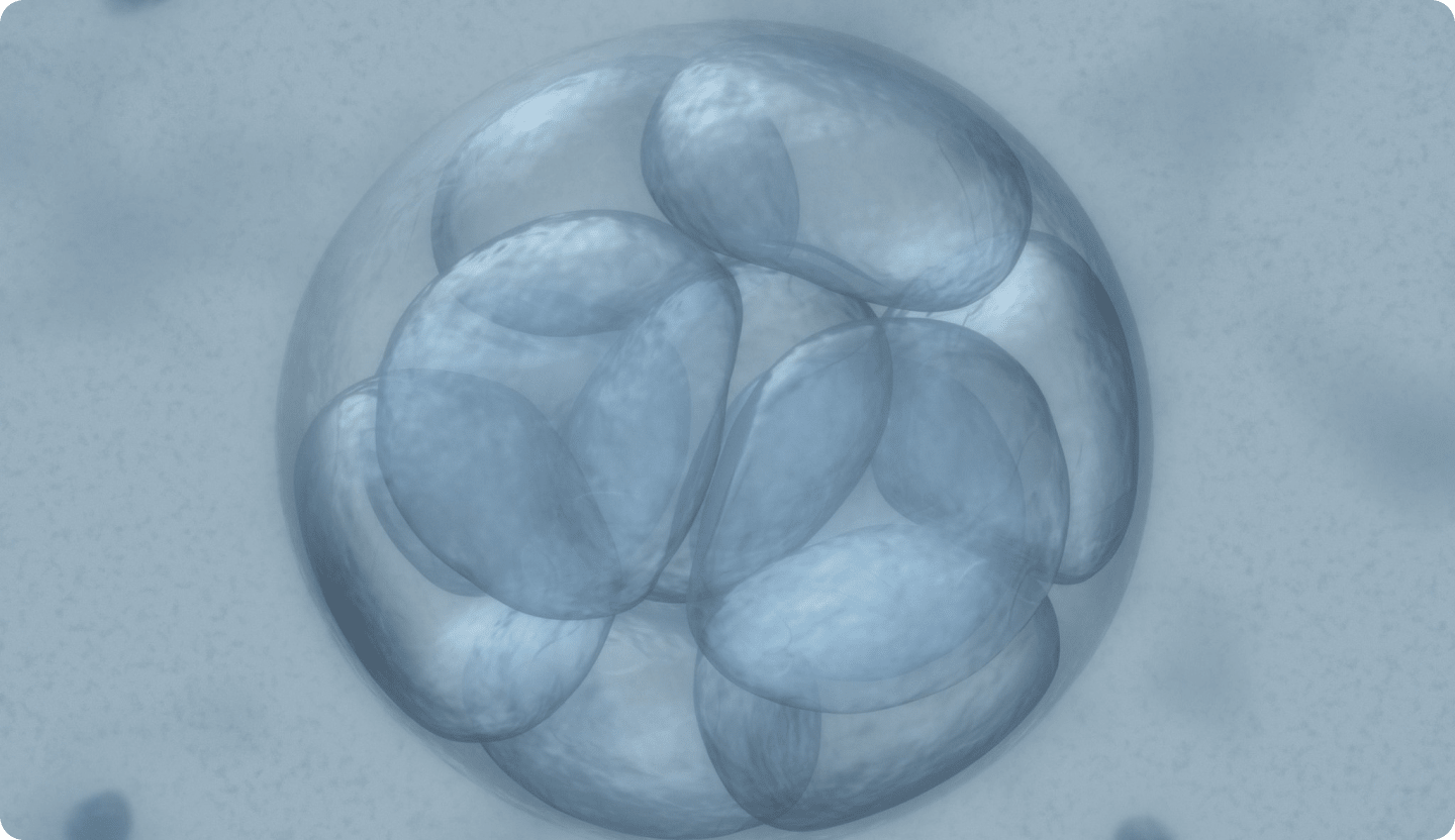 embryo development IVF