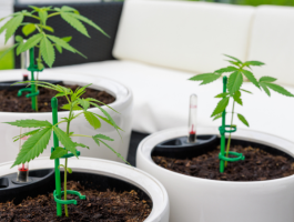 Drei junge Cannabispflanzen in weißen Töpfen auf einer geschützten Terrasse – Beispiel für privaten Cannabis-Eigenanbau zu Hause.