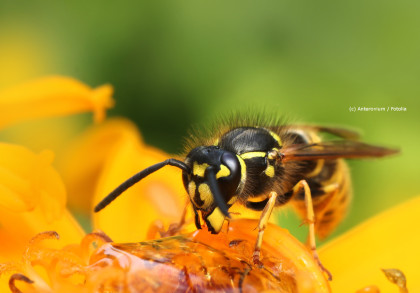 Eine Nahaufnahme einer Wespe, die auf einer orange-gelben Blüte sitzt und Nektar sammelt. Der Hintergrund ist unscharf und grün, was den Fokus auf die Wespe und die Blüte legt.