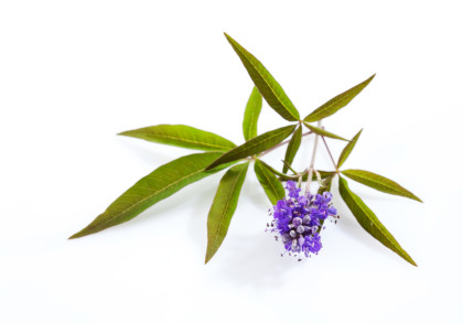 Ein grüner Zweig mit länglichen Blättern und einer kleinen Gruppe lila Blumen, die auf weißem Hintergrund fotografiert wurden.