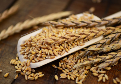 Nahaufnahme von Weizenkörnern und Weizenähren, die auf einem Holzlöffel und einem Holztisch verstreut sind. Das Bild zeigt eine detaillierte Struktur der Körner und Ähren, die eine goldbraune Farbe haben.