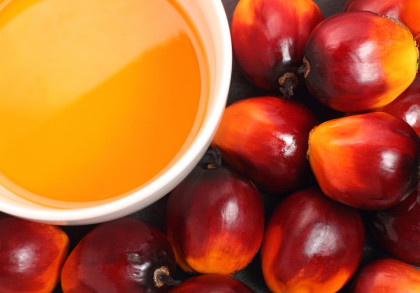Ein weißer Behälter mit rötlich-orangefarbenem Palmöl, umgeben von reifen Palmfrüchten mit glänzender, rot-schwarzer Schale und leuchtend orangefarbenen Spitzen.