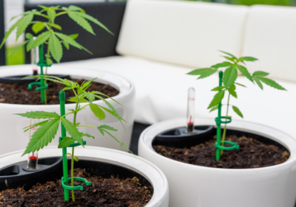 Drei junge Cannabispflanzen in weißen Töpfen auf einer geschützten Terrasse – Beispiel für privaten Cannabis-Eigenanbau zu Hause.