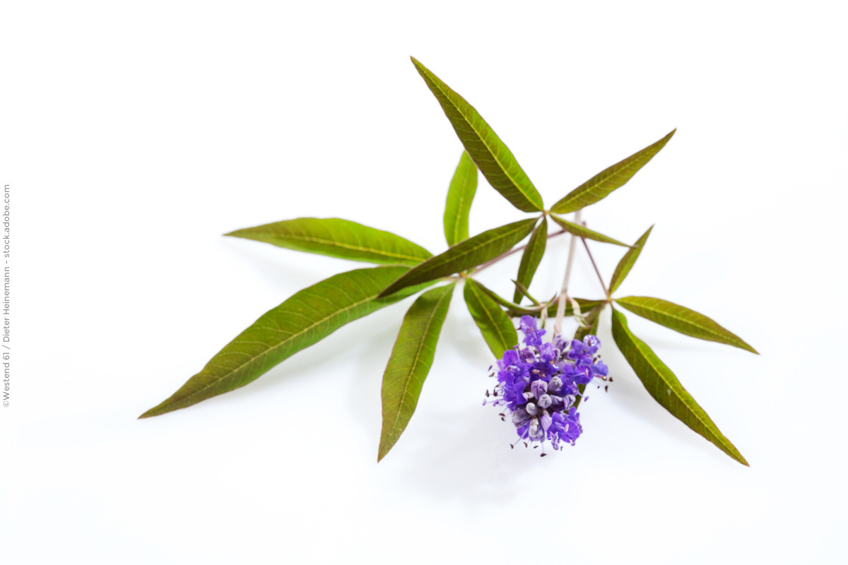 Agnus Castus Mönchspfeffer für den Hormonhaushalt?