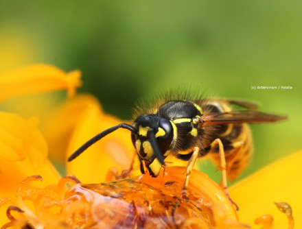 Eine Nahaufnahme einer Wespe, die auf einer orange-gelben Blüte sitzt und Nektar sammelt. Der Hintergrund ist unscharf und grün, was den Fokus auf die Wespe und die Blüte legt.