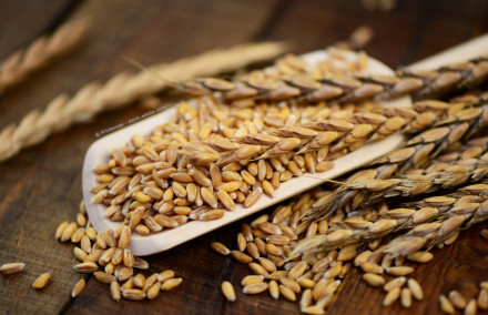 Nahaufnahme von Weizenkörnern und Weizenähren, die auf einem Holzlöffel und einem Holztisch verstreut sind. Das Bild zeigt eine detaillierte Struktur der Körner und Ähren, die eine goldbraune Farbe haben.