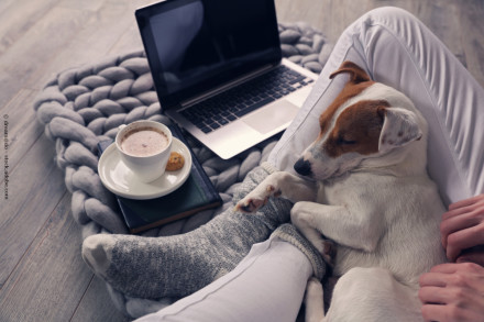 Ein kleiner Hund schläft gemütlich auf dem Schoß einer Person, die auf einem grauen, gestrickten Teppich sitzt. Neben ihnen steht ein Laptop. Vor dem Laptop steht eine Tasse heißer Schokolade oder Kaffee auf einem Buch, begleitet von einem kleinen Keks.