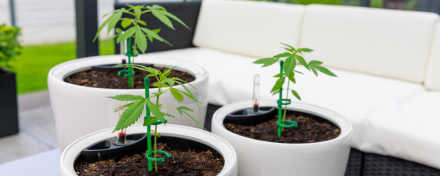 Drei junge Cannabispflanzen in weißen Töpfen auf einer geschützten Terrasse – Beispiel für privaten Cannabis-Eigenanbau zu Hause.