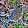 Redwing