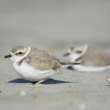 Western Snowy Plover - February 26.