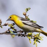 Female - San Benito County, California - April 18, 2012