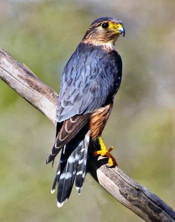 Male perched in Moffat, Ontario, CA  on April 9, 2011