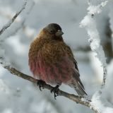 Brown-capped Rosy Finch