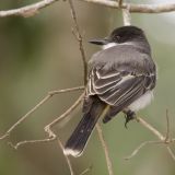 Loggerhead Kingbird