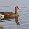 Greater White-fronted Goose