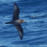 Solander's or Providence Petrel