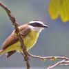 Great Kiskadee