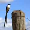 Fork-tailed Flycatcher