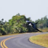 Hunting over the road, Everglades