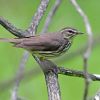 Northern Waterthrush