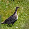 Gunnison Grouse