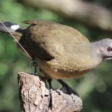 Plain Chachalaca