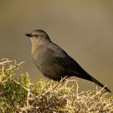 Female - Mono Mills, California, US - September 21, 2011