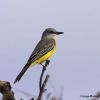 Tropical Kingbird