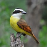 Laguna Atascosa bird refuge near Browsville, TX