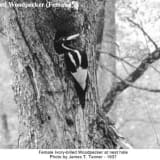 Female Ivory-billed Woodpecker