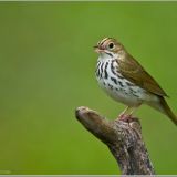 Ovenbird