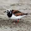 Ruddy Turnstone