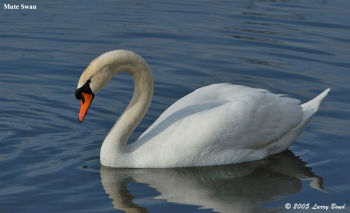 Mute Swan